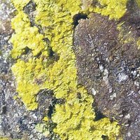 Jáchymovite, Uranopilite