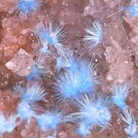 Carbonatecyanotrichite, Quartz