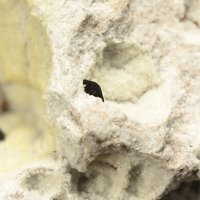 Osumilite