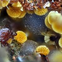 Cacoxenite, Beraunite, Strengite