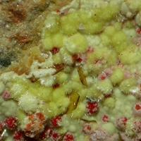 Calcurmolite, Umohoite