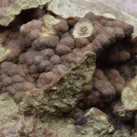 Caryopilite