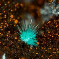 Agardite-(Nd)