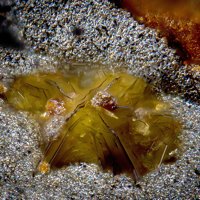 Oberwolfachite, Quartz, Goethite