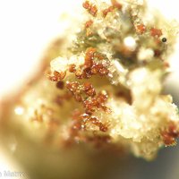 Earlshannonite