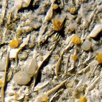 Cafetite, Lizardite, Calcite