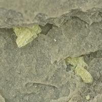 Abernathyite
