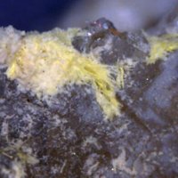 Carlosbarbosaite