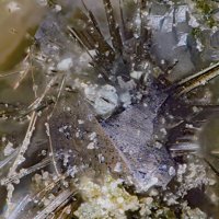Vaesite, Millerite