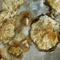 Caryopilite