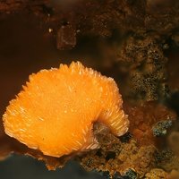 Uranosphaerite