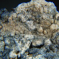 Caryopilite