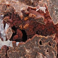 Caryopilite, Baryte, Brandtite
