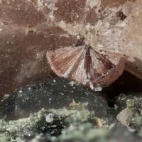 Cappelenite-(Y), Aegirine