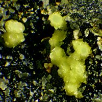 Ecdemite