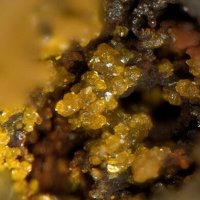 Uranotungstite