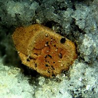 Fayalite, Hematite, Tridymite