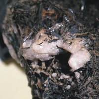 Wadeite, Aegirine