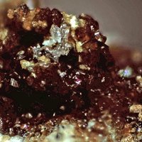 Fairbankite, Winstanleyite, Jarosite
