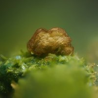 Jahnsite-(MnMnZn), Libethenite