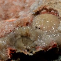 Dachiardite-Na, Chalcedony