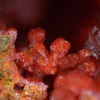 Cassedanneite