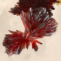 Carminite