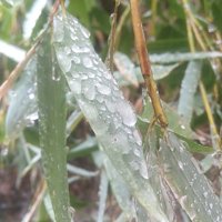 Ice