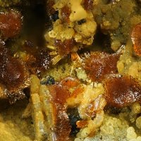 Earlshannonite