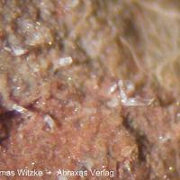Caoxite