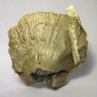 Ulexite
