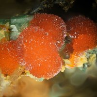 Uranosphaerite