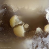 Carlosbarbosaite