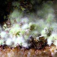 Agardite-(Ce)