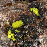 Uranocircite