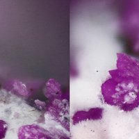 Sainfeldite, Picropharmacolite