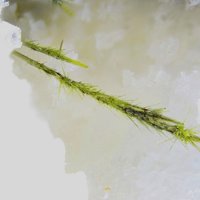 Jamborite