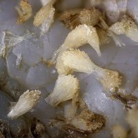 Dachiardite-Ca