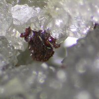 Rappoldite