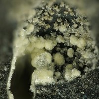 Ecdemite