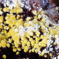 Cacoxenite, Beraunite