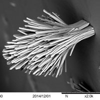 Dalnegroite