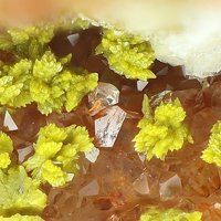 Gartrellite