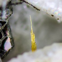 Madeiraite