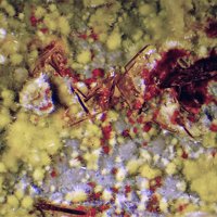 Umohoite, Uranophane, Baryte
