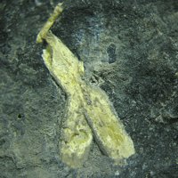Nacareniobsite-(Ce)
