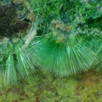 Agardite-(Y)