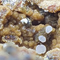 Caryopilite, Calcite
