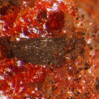 Raguinite, Lorándite, Realgar