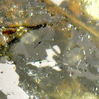 Umbrianite, Fluorophlogopite